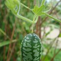 Zehneria scabra fruit